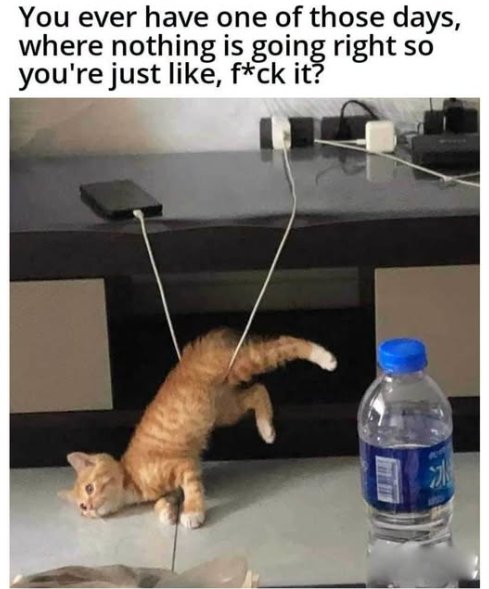 caturday days majorgeeks.jpg